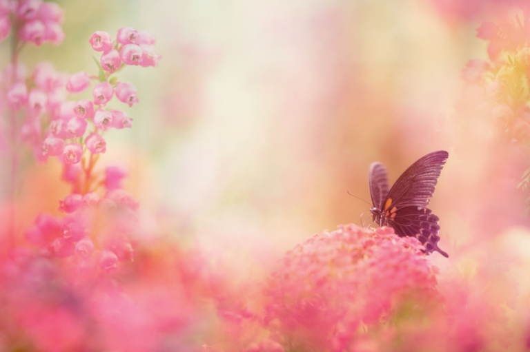 Butterfly Species are Declining (BBC)