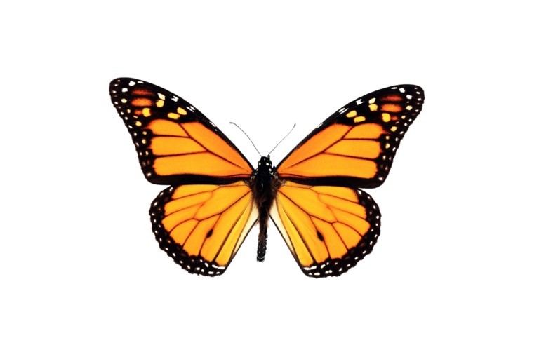 Burning for Butterflies: The Role of Fire in Western Forests (Xerces Society)