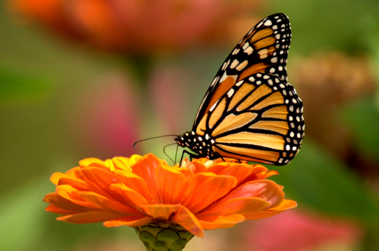 Number of Monarchs Overwintering in Mexico Increases, Still Well Below Historic Norms (Xerces Society)