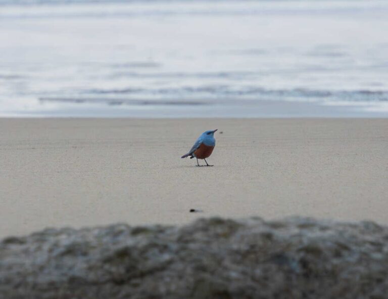 Extremely Rare Bird Spotted in USA