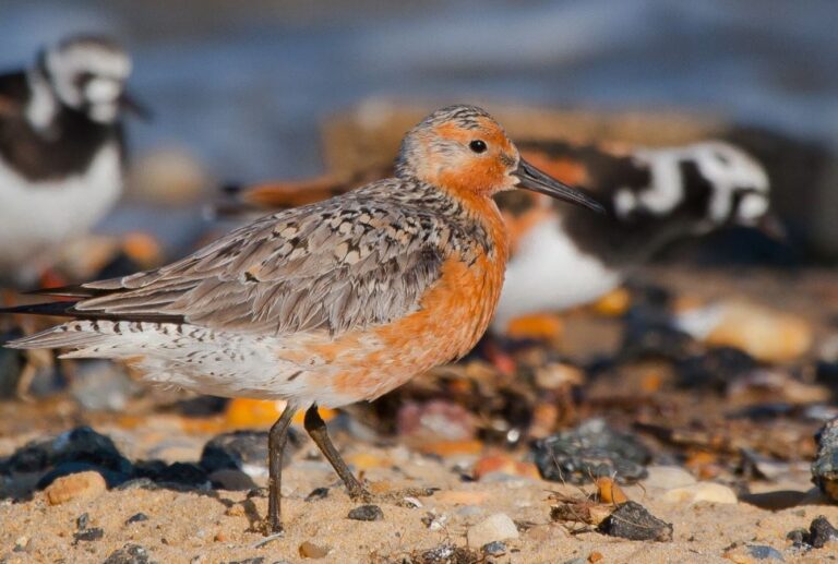 Delaware Shorebirds Dwindling
