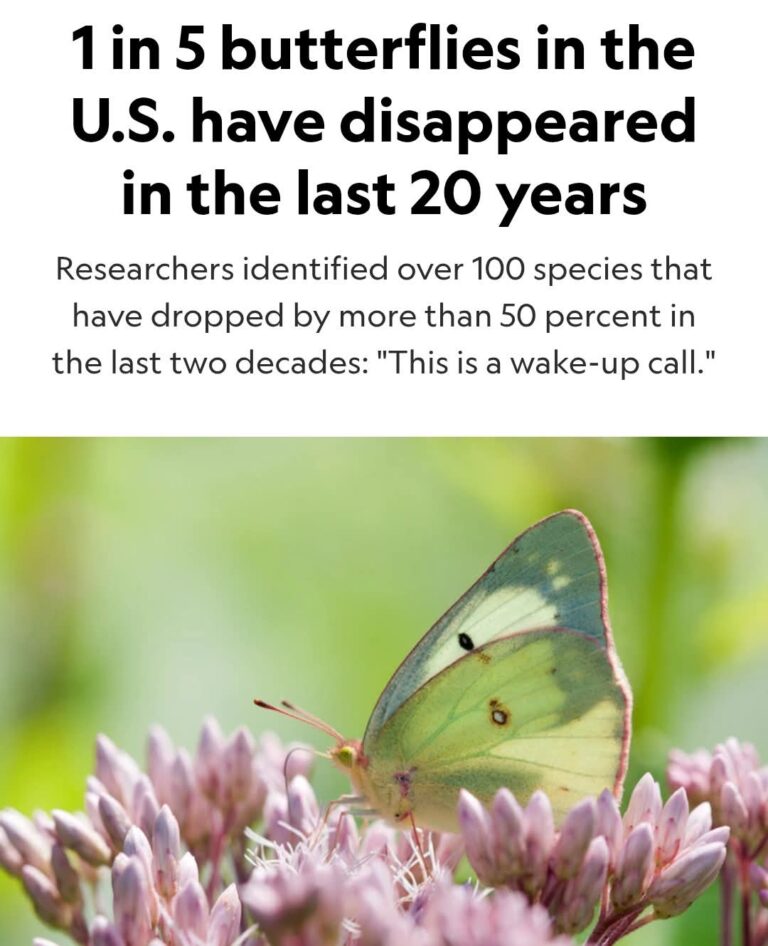 North American Butterfly Association