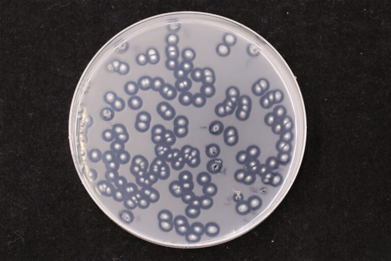 Several Types of Fungi eat Plastic