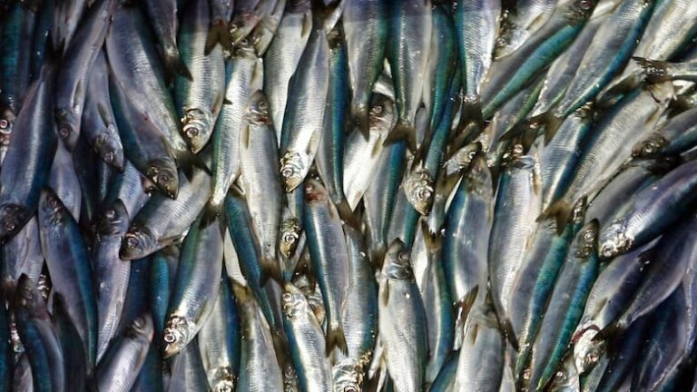 Herring Loss Attributed to Many Factors
