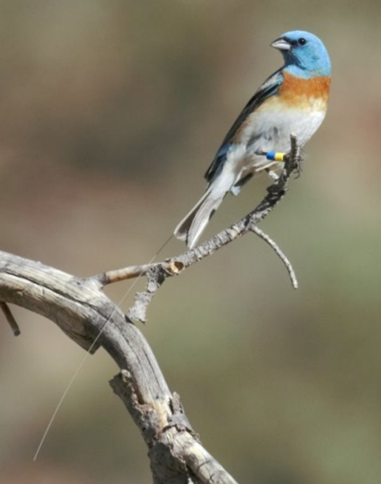 Lazuli Bunting spotted in Ohio