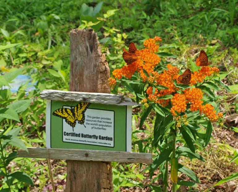 Help the Butterfly Population