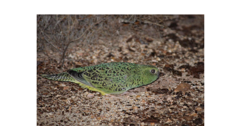 Nest of Rare Bird Found