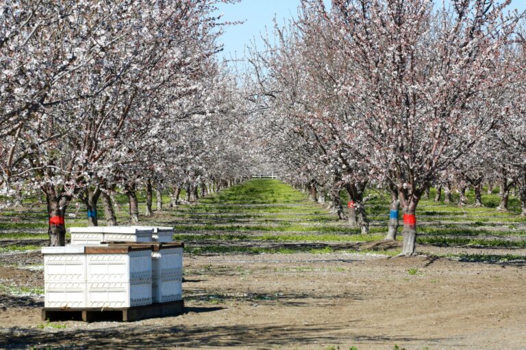 California Honeybee die-off Discovered