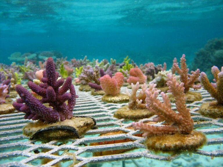 Coral has a Chance