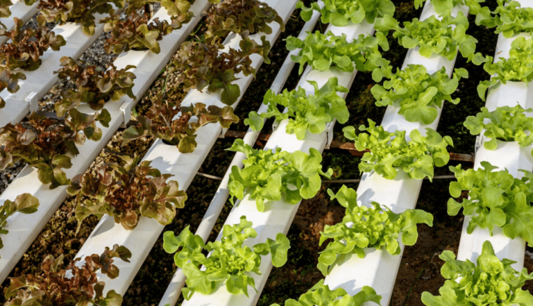 Indoor Farming (Hydroponics)