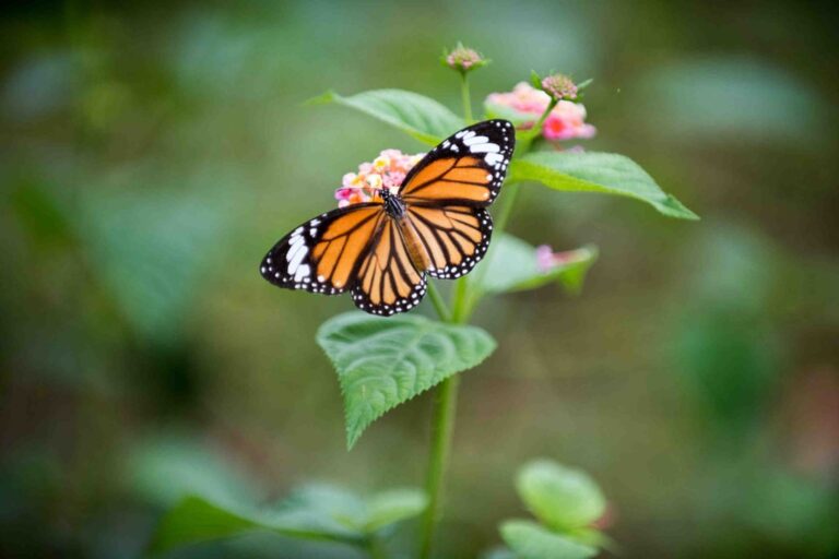 Insects are Key for Life on Earth