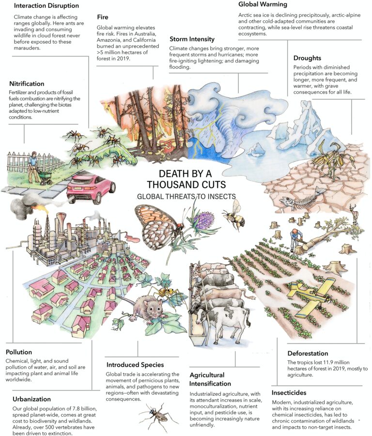 Insect Apocalypse Gaining on Other Losses