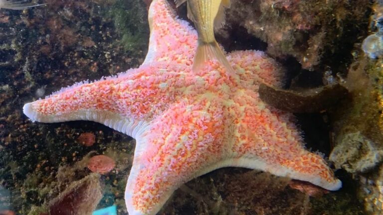 Starfish are Dying