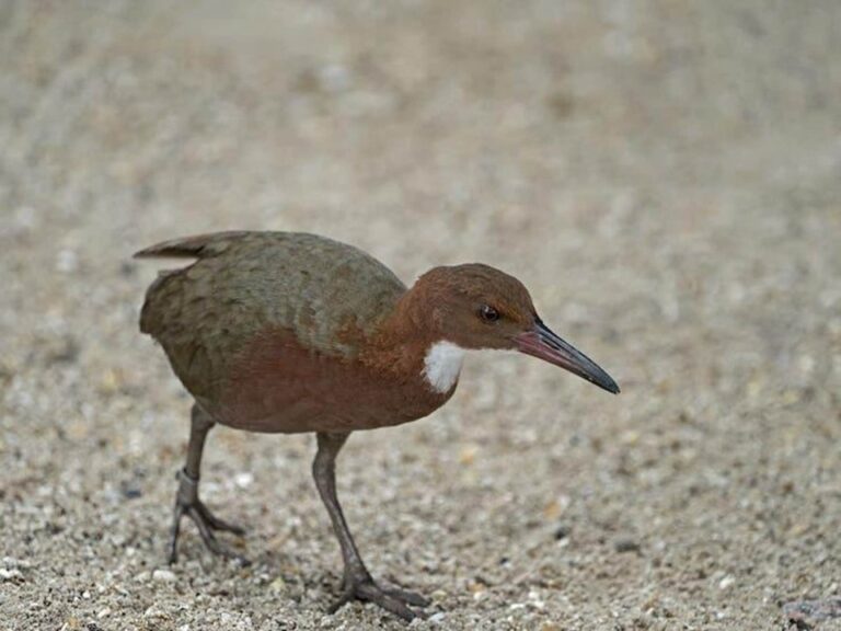 Aldabra Rail – An Enigmatic Bird Species