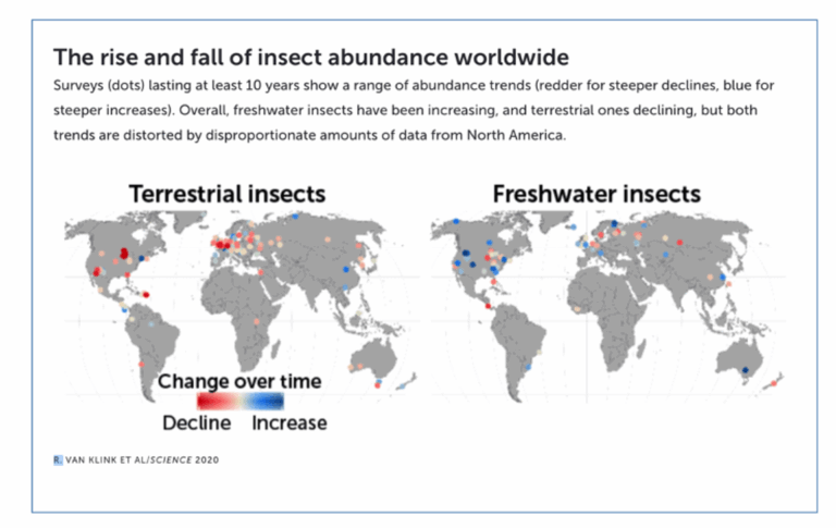 Insect Population Plummeting