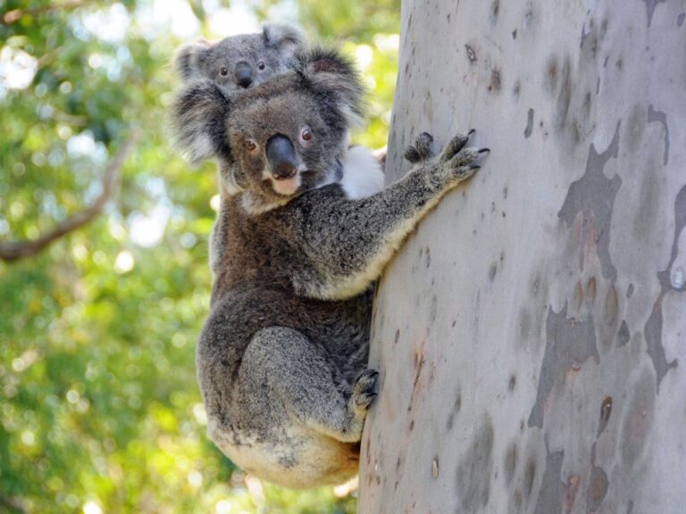 Koalas lost Habitat
