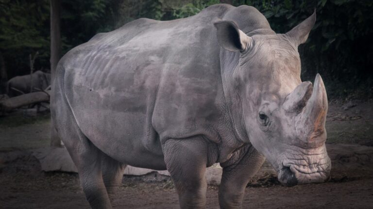 Last Sumatran Rhino Dies