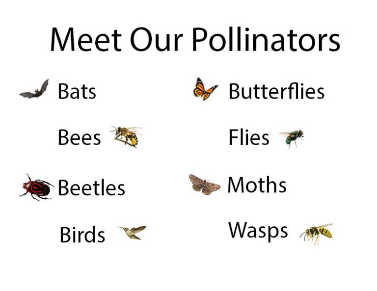 From Bats to Wasps: The Hidden Heroes of Our Ecosystem
