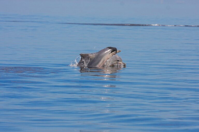 Dolphins affected by Acoustic Wave Frequencies