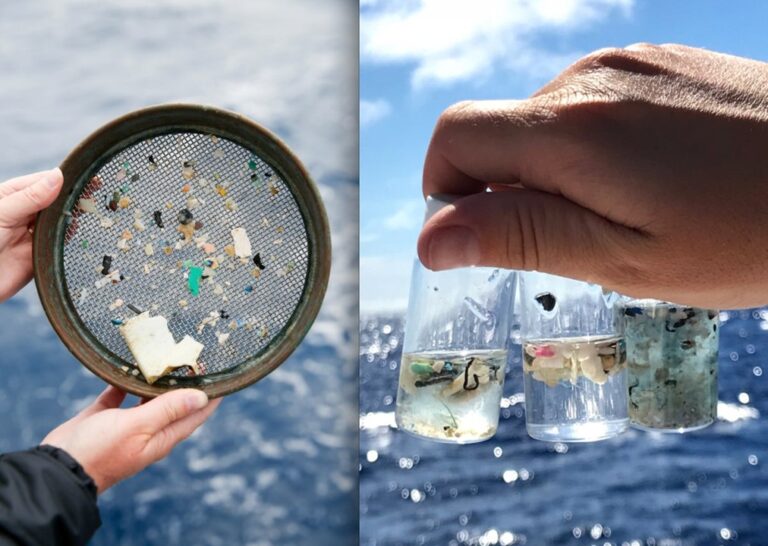 Plastic Waste Found 7 Miles Down on the Seafloor