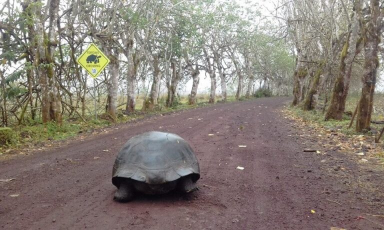 100 year old Giant Tortoise Births Four Baby Tortoises