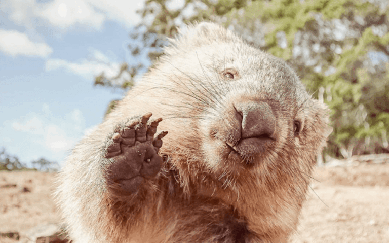 Australian Wombats are Declining