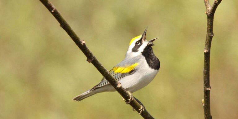Bird Populations are Declining