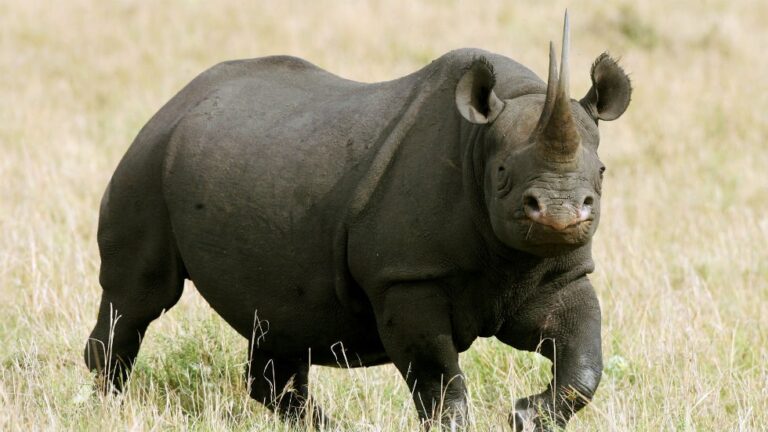 New Rhino Calf Hopeful sign for the Black Rhino Calf Species