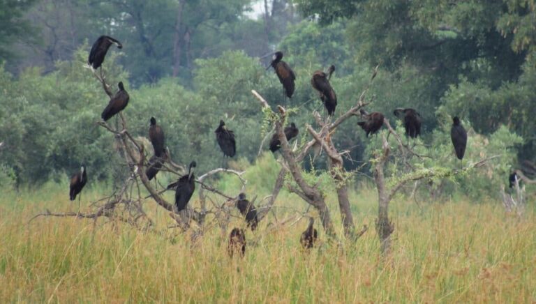 Endangered Botswana Vultures Poisoned