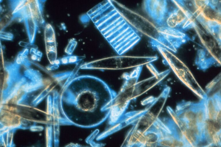 Ocean Acidification Affects Diatoms