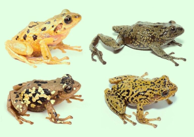 Eleven New Species of Frogs Discovered