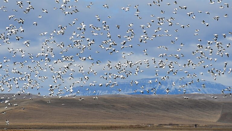 Freezeout Lake in North Central Montana faces Low Water Levels