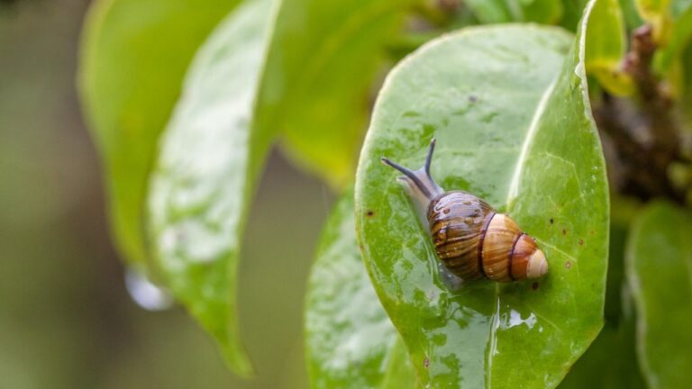 Last Known Hawaiian Land Snail Dies