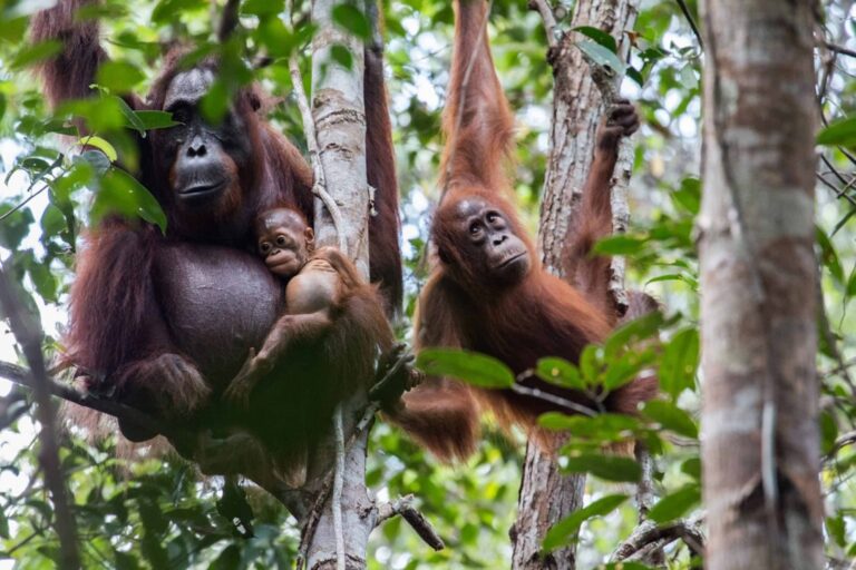 Orangutans Losing Habitat