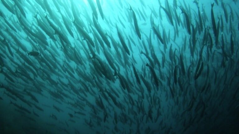 Oxygen Loss in Ancient Oceans