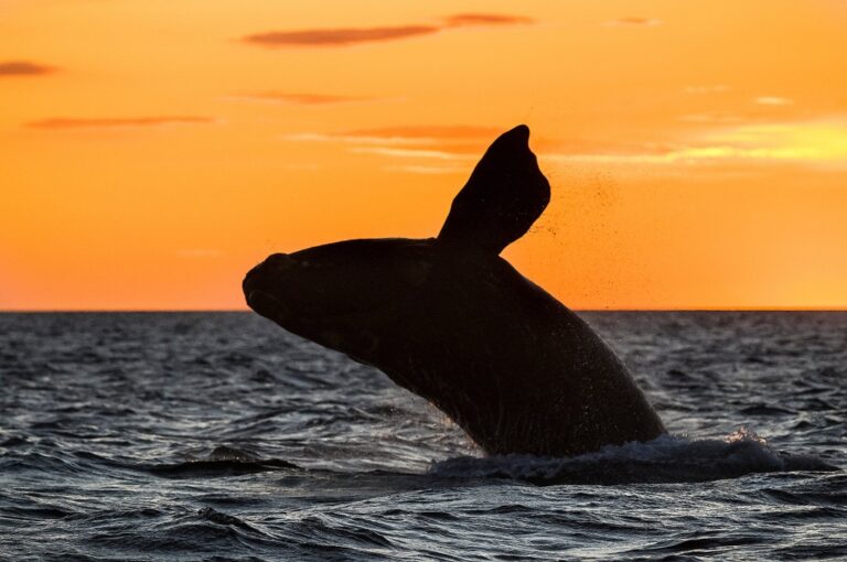Right Whales are Dying