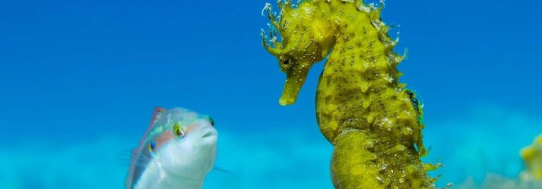 Seahorses at risk