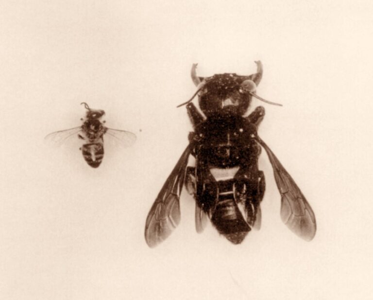 Giant Bee thought extinct Found