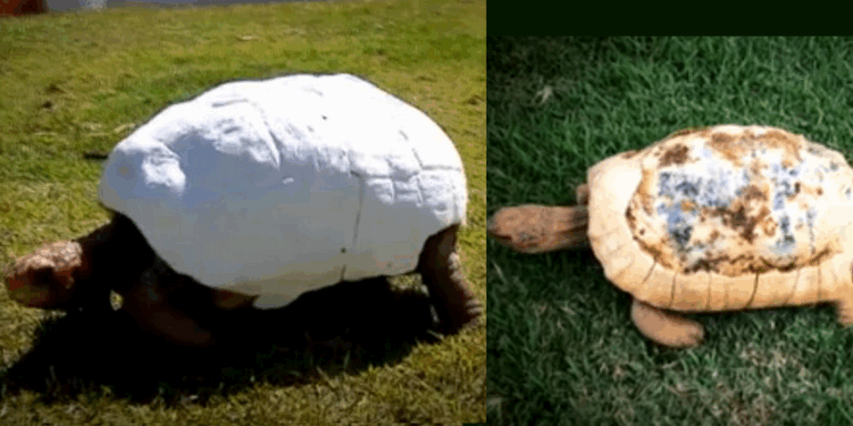 Animal Avengers create new Turtle Shell