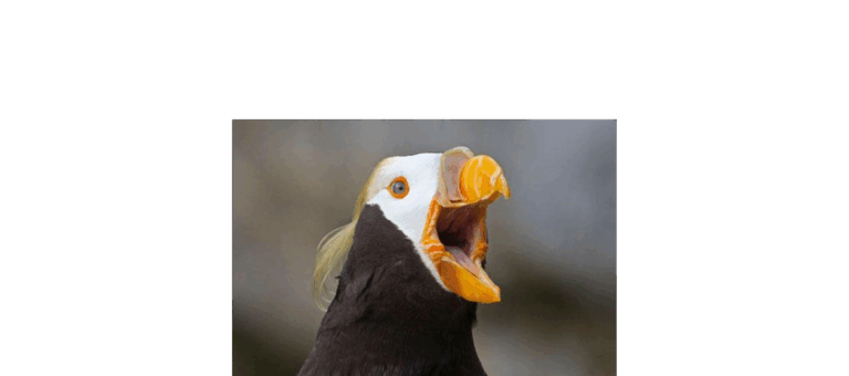 Alaskan Birds are Starving