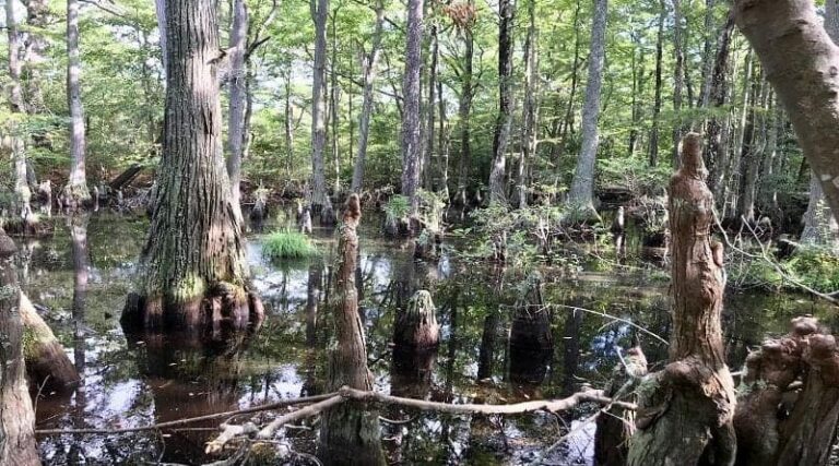 Oldest Living Tree in Southeast USA