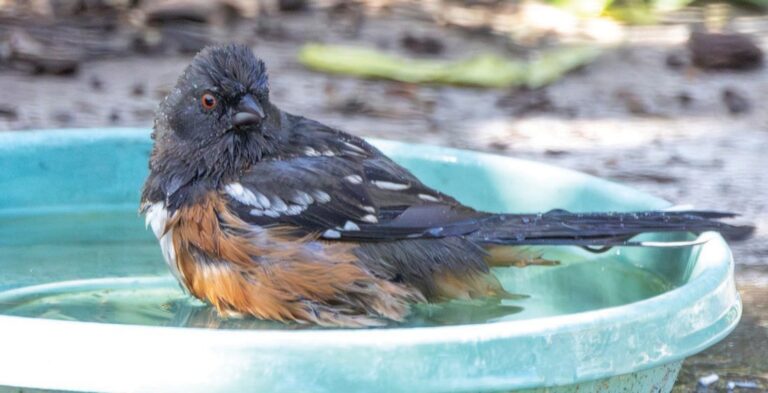 Bird Loss
