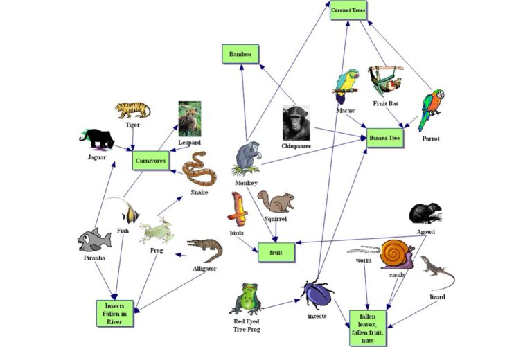 Food Web Collapse