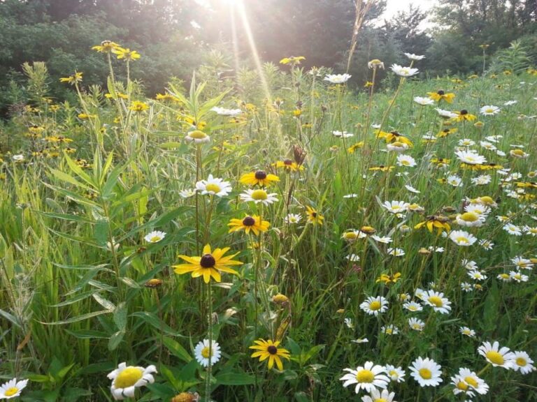 US Prairies gaining Interest