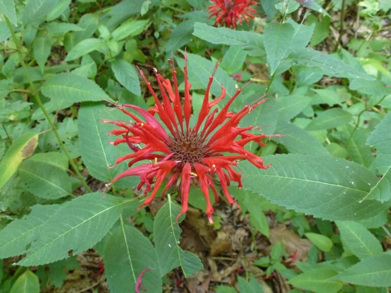 Cullowhee Native Plant Conference 2025