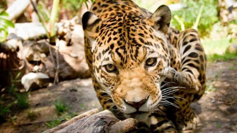 Amazon Jaguars Habitat Loss