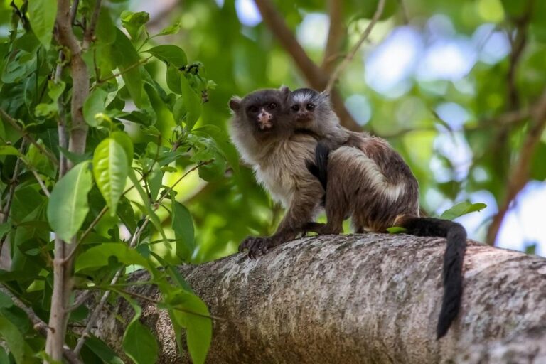 Amazon Fires Destroying Habitat for Newly Discovered Primate