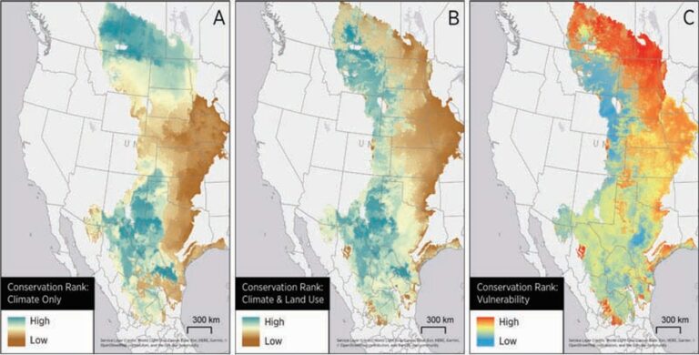 Audubon California Scientists track North American Birds