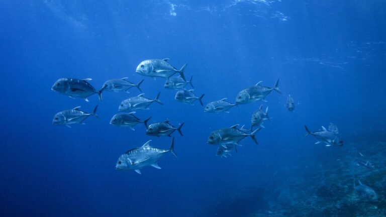 Ocean Depletion of Consumable Fish