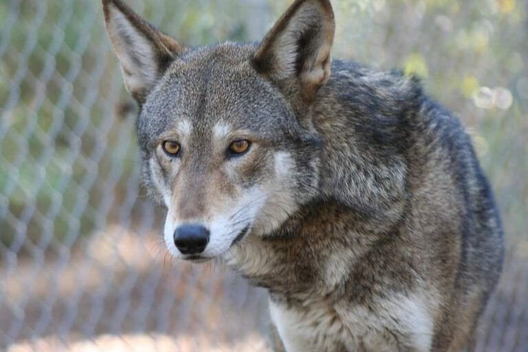 Red Wolves Declining